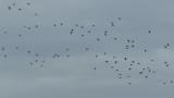 Northern Pintails in flight