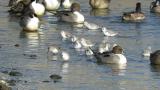 Foraging Sanderlings