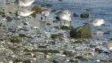 Foraging Sanderlings