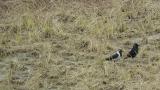 Daurian Jackdaws