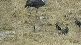 Foraging Daurian Jackdaws