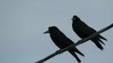 Rooks on a wire