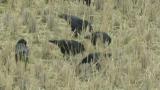 Foraging Rooks