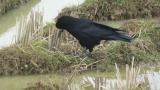 Foraging Rook