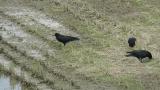 Foraging Rooks