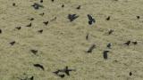 Foraging Rooks
