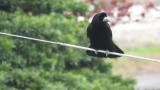 Rook, tail spreading