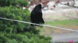 Rook, tail spreading, defecation
