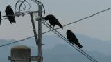 Rooks on wires
