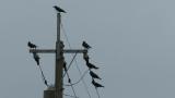 Rooks on wires