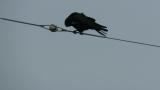 Rook, preening