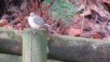 Calling Taiga Flycatcher