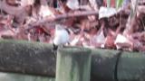Calling Taiga Flycatcher