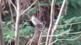 Calling Taiga Flycatcher