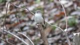 Perched Taiga Flycatcher