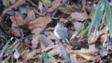 Perched Taiga Flycatcher, defecation