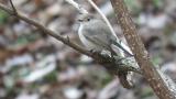 Perched Taiga Flycatcher