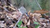 Perched Taiga Flycatcher, showing the tail color