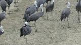 Hooded Cranes