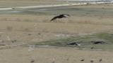 Hooded Cranes (juveniles also) flight and landing