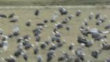 Hooded Crane, flight and landing