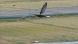 Hooded Crane, flight and landing
