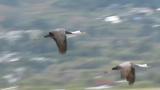 Flying Hooded Cranes