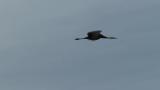 Flying Hooded Crane