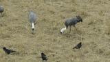 Foraging Hooded Cranes (also juvenile)