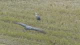 Flying Hooded Crane and landing