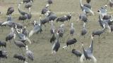 Hooded Cranes (walking) and White-naped Cranes