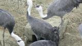 Hooded Crane drinking water