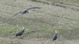 Hooded Crane, flight in wind and landed