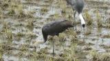 Juvenile Hooded Crane, foraging