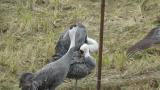 Hooded Crane walking with the head raised