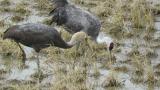 Juvenile Hooded Crane, foraging