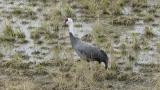 Hooded Crane, calling and walking