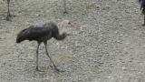 Juvenile Hooded Crane calling