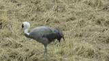 Walking Hooded Crane