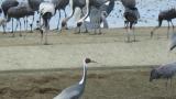 Walking and calling White-naped Crane