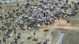 Feeding cranes