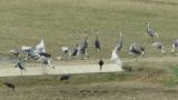 Foraging White-naped Cranes