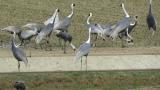 Foraging White-naped Cranes