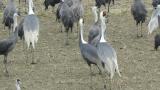 White-naped Cranes and Hooded Cranes