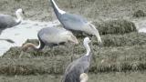 Juvenile White-naped Crane, walking