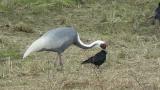 Foraging White-naped Crane