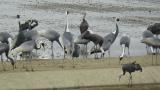Foraging and calling White-naped Cranes and Hooded Cranes