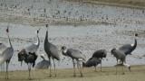 Foraging and calling White-naped Cranes (also juveniles)