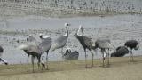 Foraging White-naped Cranes (also juveniles)