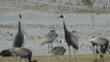 White-naped Cranes (mostly, also juveniles)